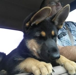 Meet your Posher, Susan